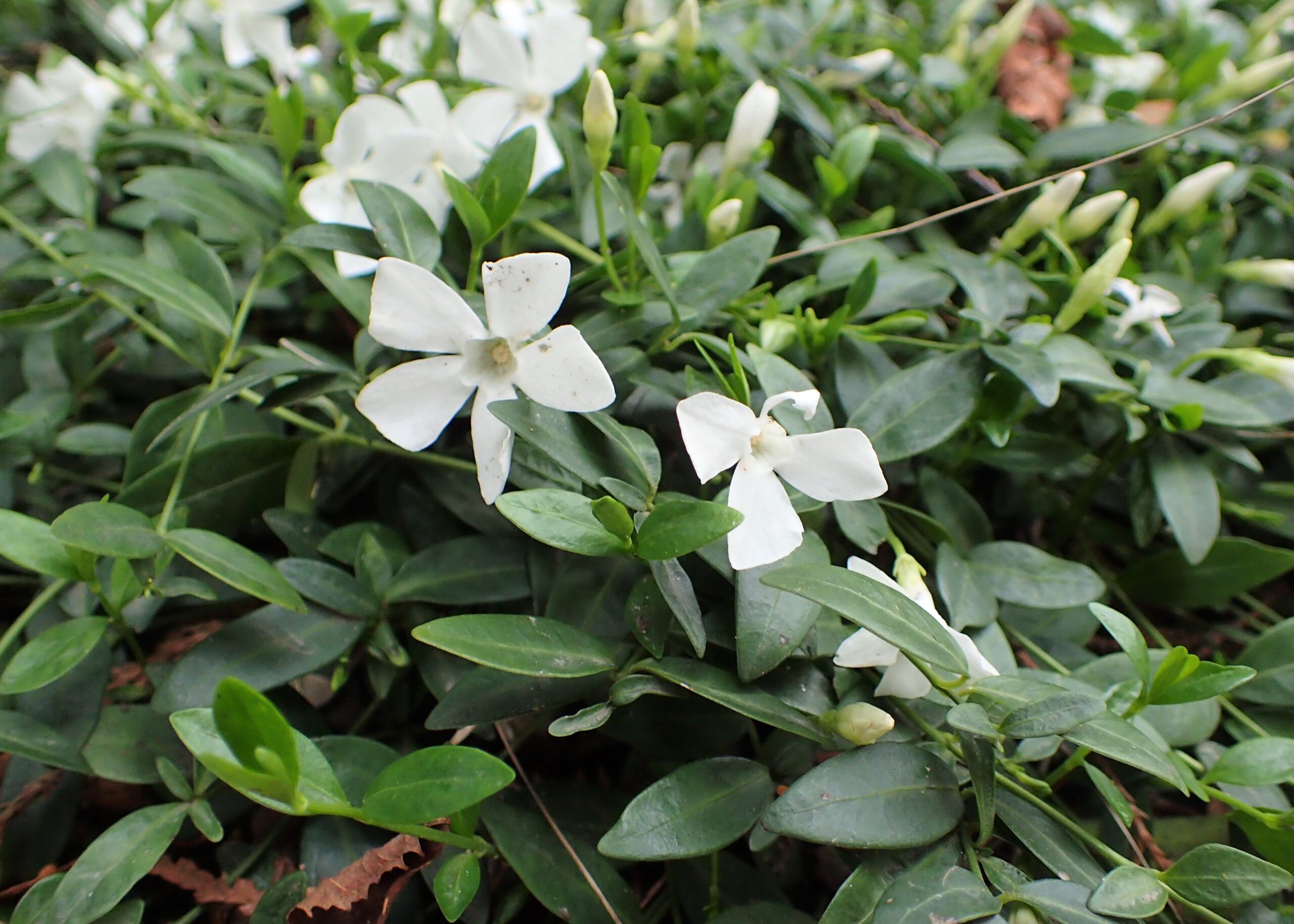 Vinca minor ‘Gertrude Jekyll’ – foto della pianta