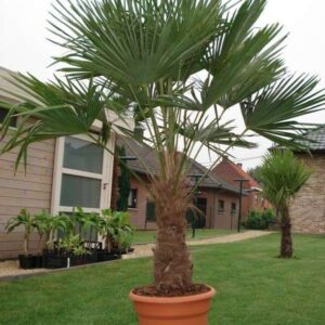 Trachycarpus