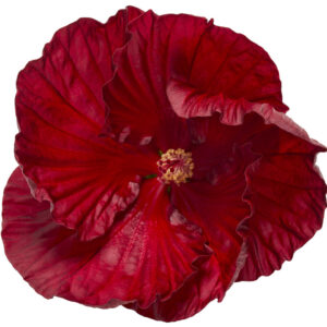 Hibiscus moscheutos ‘Cranberry Crush’ ®