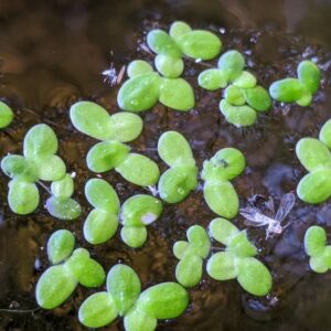 Lemna minor – foto illustrativa della pianta