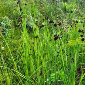 Juncus ensifolius – foto illustrativa della pianta