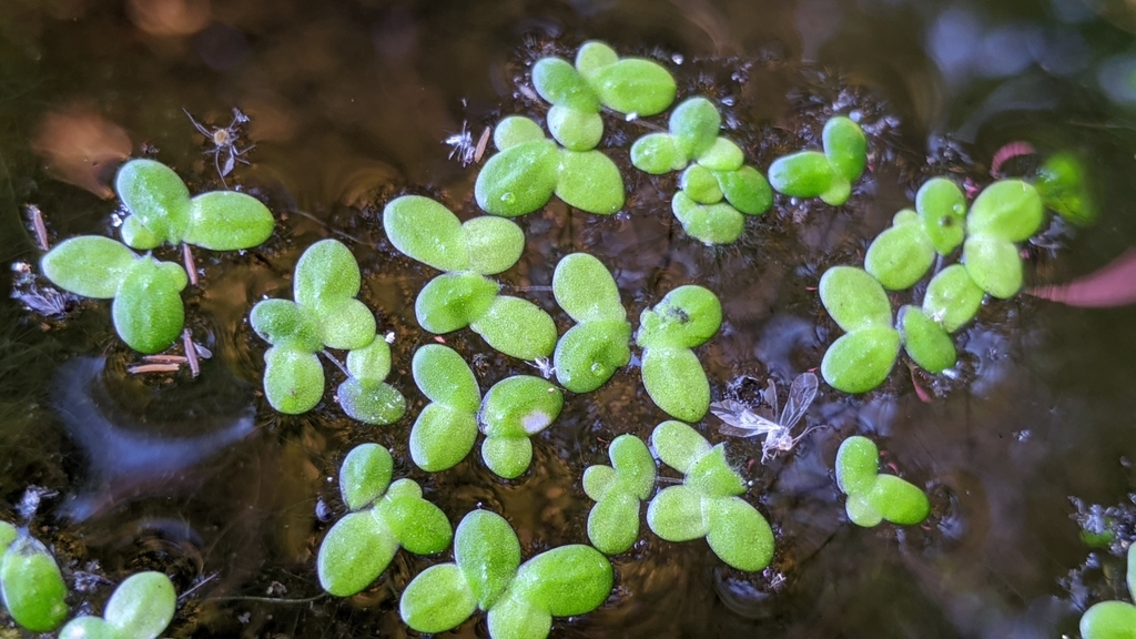 Lemna minor – foto illustrativa della pianta
