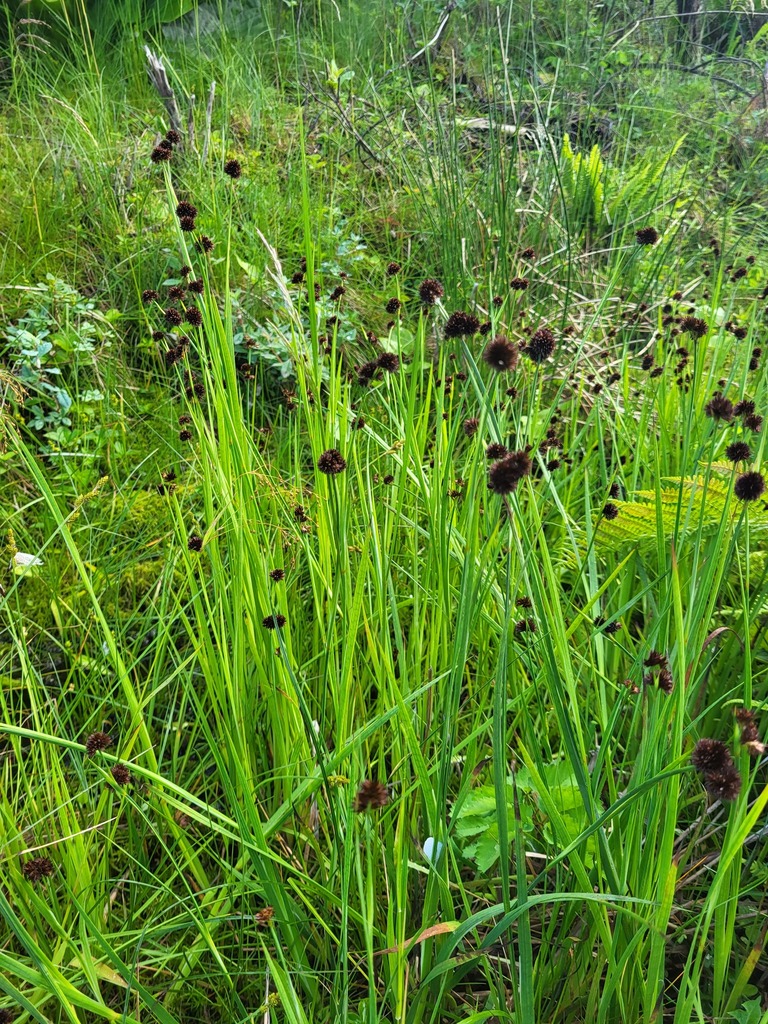 Juncus ensifolius – foto illustrativa della pianta