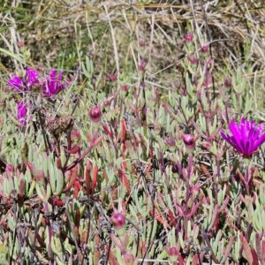 Mesembryanthemum cooperi (delospermum) – foto illustrativa della pianta