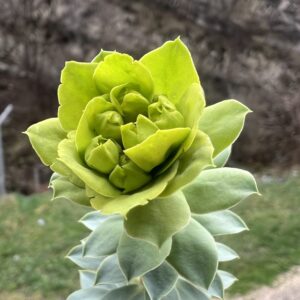 Euphorbia myrsinites – foto illustrativa della pianta