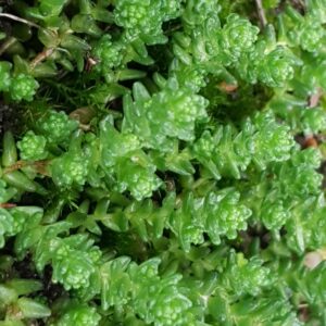 Sedum acre (erba pignolina) – foto illustrativa della pianta
