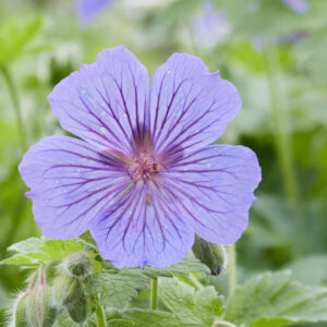 Geranium magnificum – foto illustrativa della pianta
