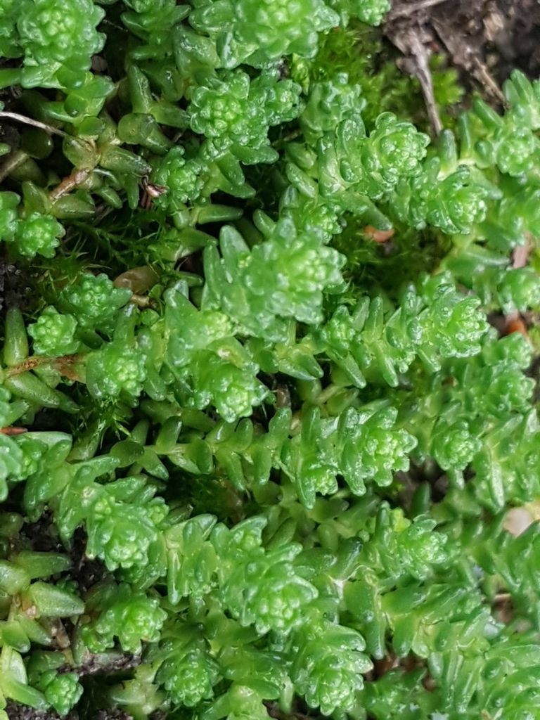 Sedum acre (erba pignolina) – foto illustrativa della pianta