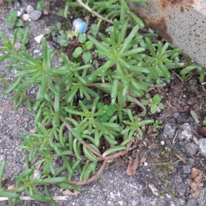 Sedum album (Pinocchiella) – foto illustrativa della pianta