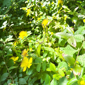 Hypericum calycinum – foto illustrativa della pianta
