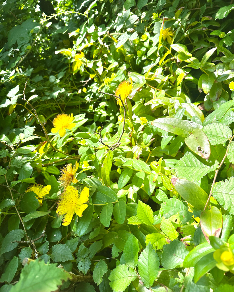Hypericum calycinum – foto illustrativa della pianta
