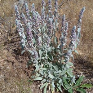 Stachys byzantina (olimpicum-lanata) – foto illustrativa della pianta