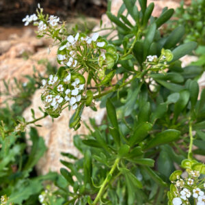 Iberis semperflorens – foto illustrativa della pianta