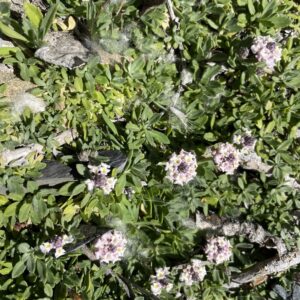 Lippia nodiflora – foto illustrativa della pianta