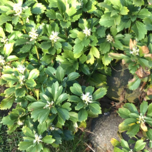 Pachysandra terminalis – foto illustrativa della pianta