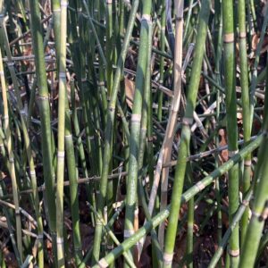 Equisetum hyemale – foto illustrativa della pianta