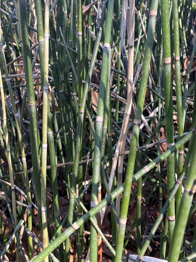 Equisetum hyemale – foto illustrativa della pianta