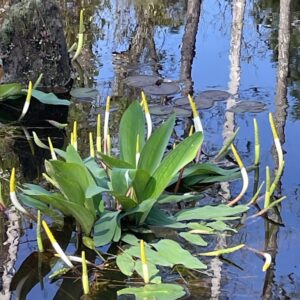 Orontium aquaticum – foto illustrativa della pianta