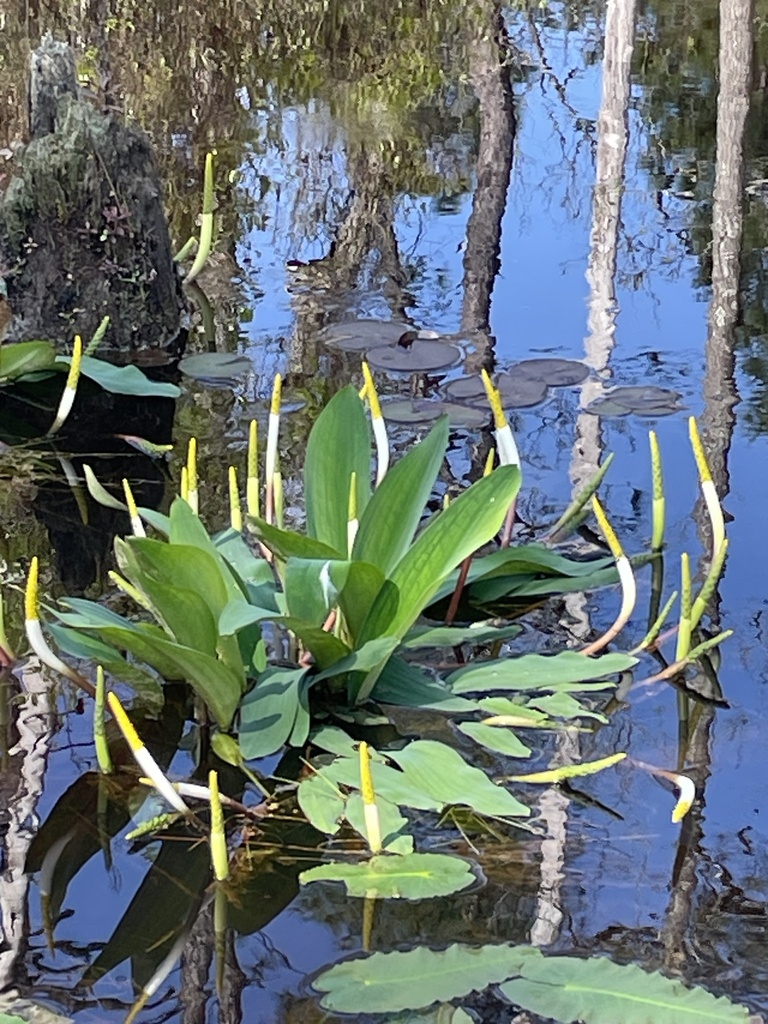 Orontium aquaticum – foto illustrativa della pianta