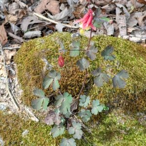 Aquilegia canadiensis – foto illustrativa della pianta