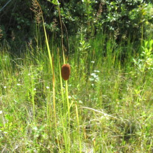 Typha laxmannii – foto illustrativa della pianta