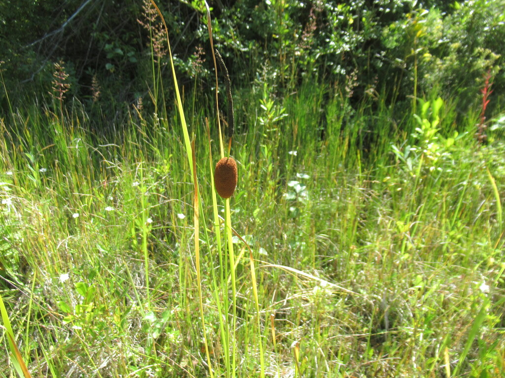 Typha laxmannii – foto illustrativa della pianta