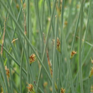 Juncus inflexus – foto illustrativa della pianta