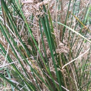 Juncus effusus – foto illustrativa della pianta