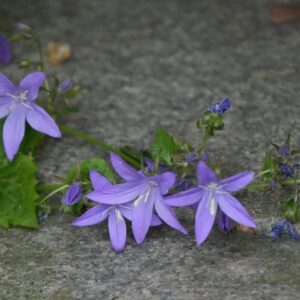 Campanula poscharskiana – foto illustrativa della pianta