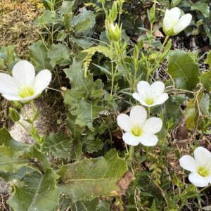 Arenaria montana – foto illustrativa della pianta