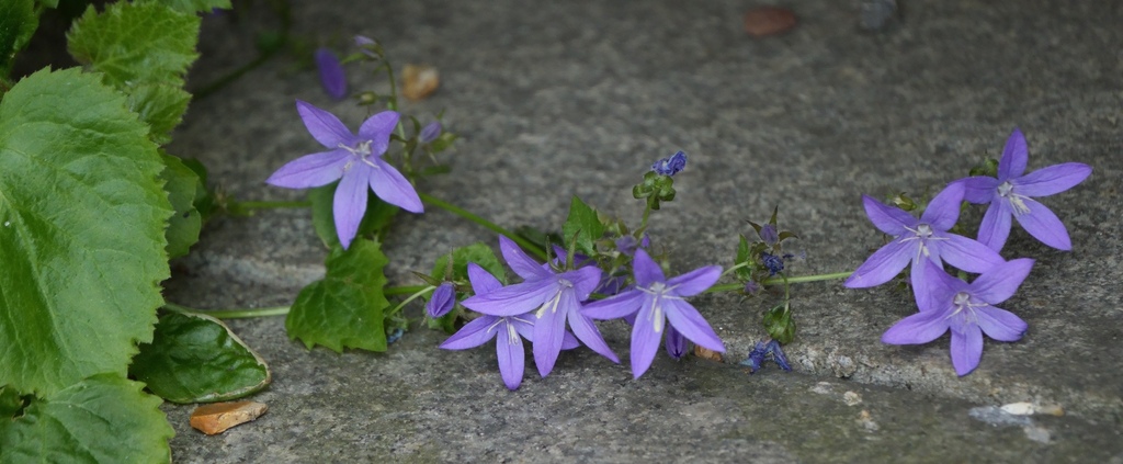 Campanula poscharskiana – foto illustrativa della pianta