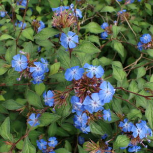 Ceratostigma plumbaginoides (Plumbago larpente) – foto illustrativa della pianta