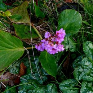 Bergenia crassifolia – foto illustrativa della pianta