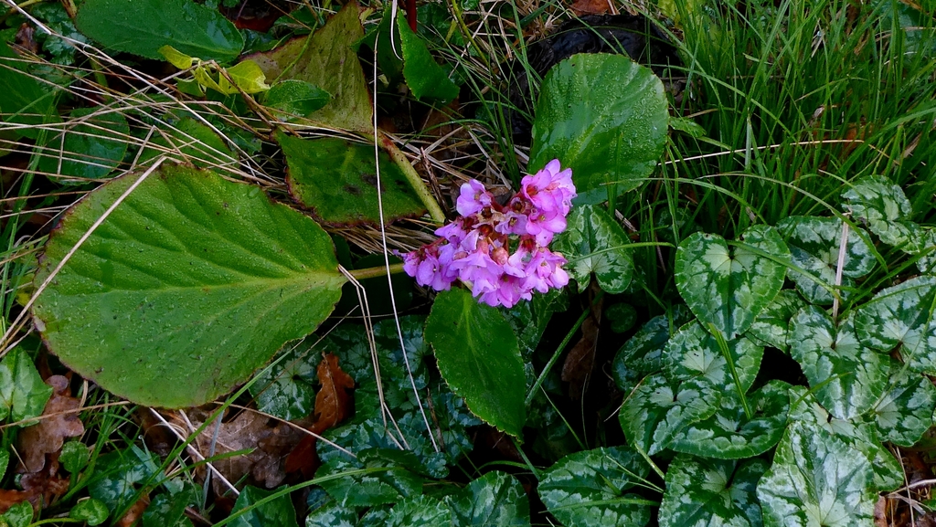 Bergenia crassifolia – foto illustrativa della pianta