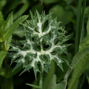 Eryngium bourgatii – foto illustrativa della pianta