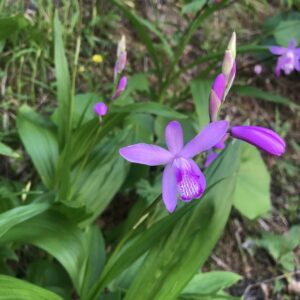 Bletilla striata – foto illustrativa della pianta