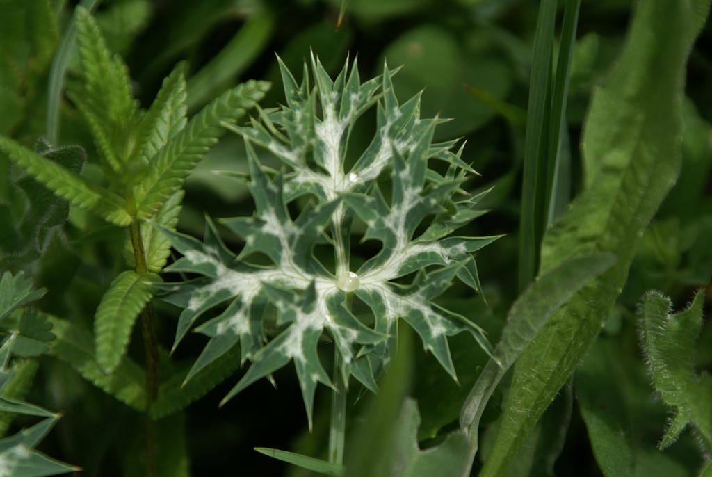 Eryngium bourgatii – foto illustrativa della pianta