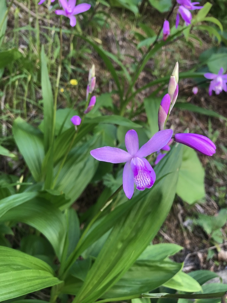Bletilla striata – foto illustrativa della pianta