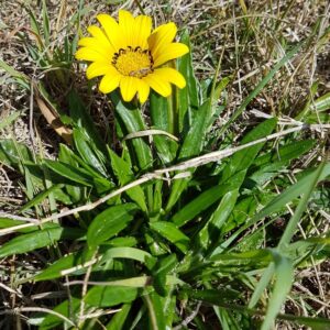 Gazania splendens – foto illustrativa della pianta