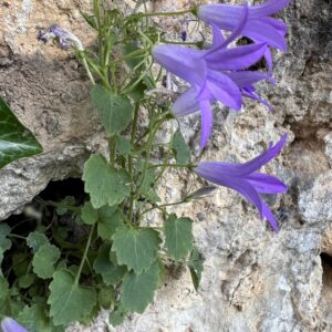 Campanula portenschlagiana (muralis) – foto illustrativa della pianta