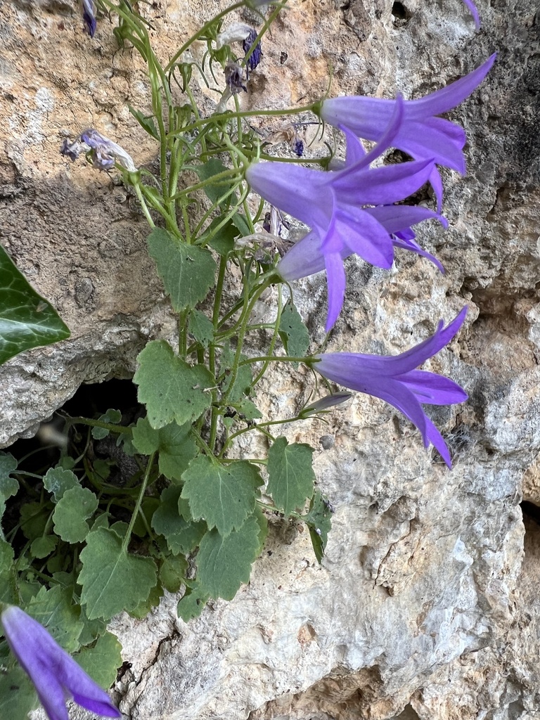 Campanula portenschlagiana (muralis) – foto illustrativa della pianta