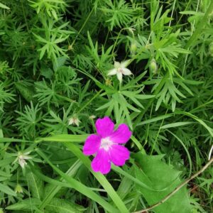 Geranium sanguineum – foto illustrativa della pianta
