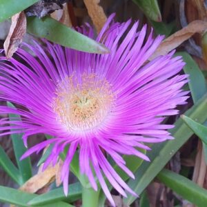 Carpobrotus acinaciformis – foto illustrativa della pianta
