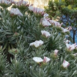 Convolvulus cneurum – foto illustrativa della pianta