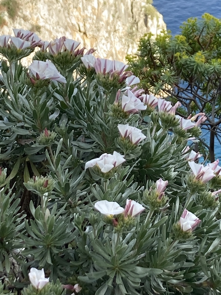 Convolvulus cneurum – foto illustrativa della pianta