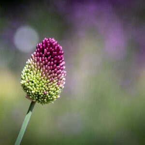 Allium ‘Sphaerocephalon’ – foto illustrativa della pianta