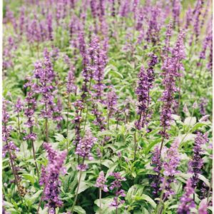 Salvia farinacea – foto illustrativa della specie