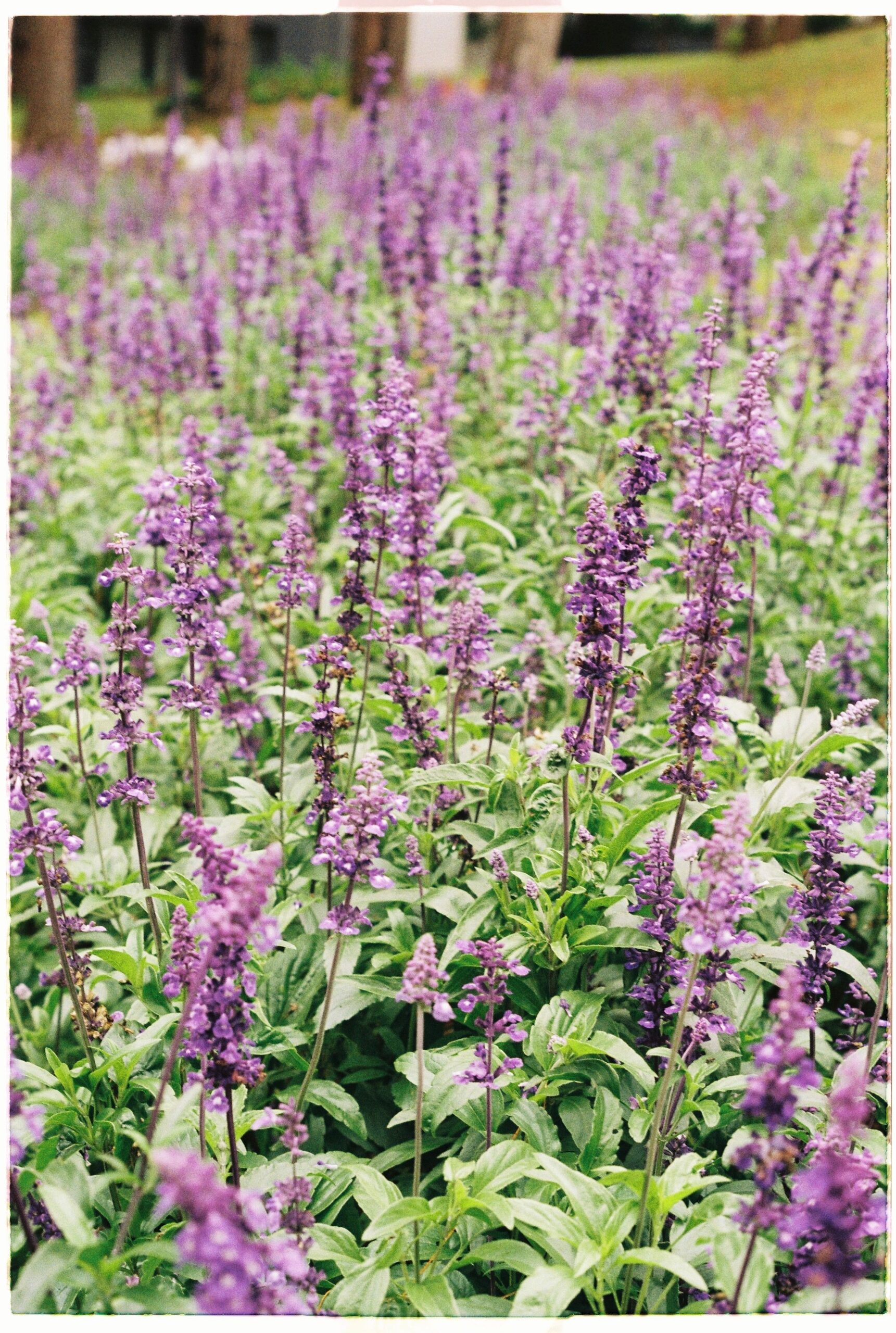 Salvia farinacea – foto illustrativa della specie