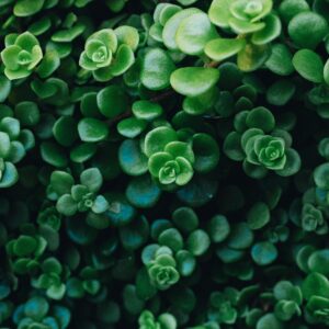 Sedum oreganum – foto illustrativa della specie