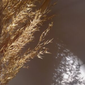 Phragmites australis – foto illustrativa della specie